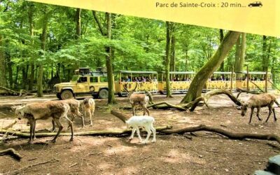 Passez une journée au Parc Animalier de Sainte-Croix à Rhodes